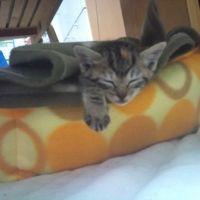 てこ 会員画像