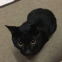きんたろ 会員画像
