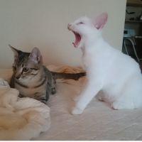 かほこ 会員画像
