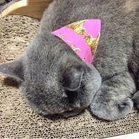 オモテウラ 会員画像