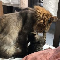 ちょもたん 会員画像