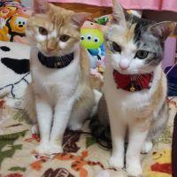 メイレオ 会員画像