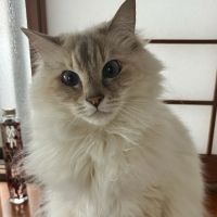 renayuさん