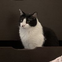 ぷちまる。 会員画像