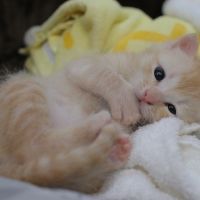 会員画像