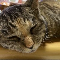 ありかわゆう 会員画像