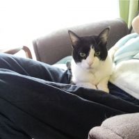 猫アリス 会員画像