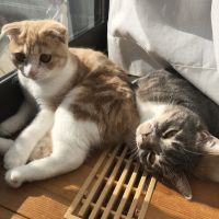 グラチャコ 会員画像