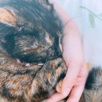 にゃんだほー! 会員画像