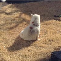 パグりん 会員画像