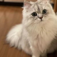 しのにゃ 会員画像