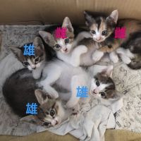 たねたろうさん