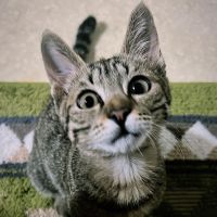 ニッケナオキ 会員画像