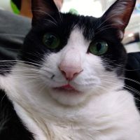 フィガラシアン 会員画像