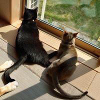 エルラブ 会員画像