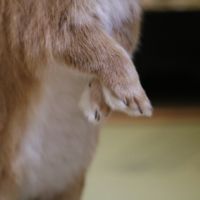 ゆきめんさん