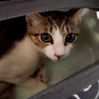 sakurahirahira 会員画像