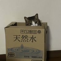 せんぺいさん