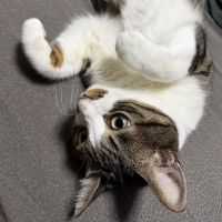 チョビくんさん