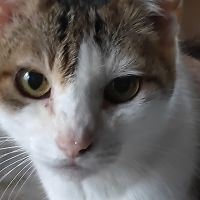 アオザメさん