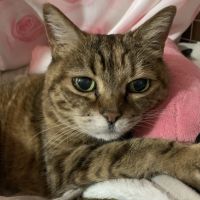 さくられいさん