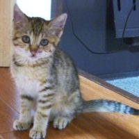 拾い猫 会員画像