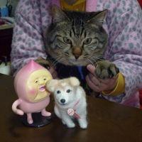 かわうそマダム 会員画像