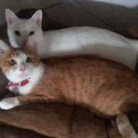 るるにゃんさん