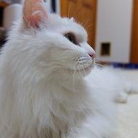 ちこりん 会員画像