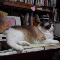 madame-nyan 会員画像