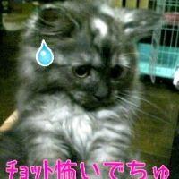 ちびこむ 会員画像