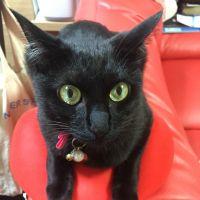 ねこ母さん。 会員画像