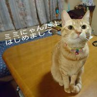 ミミぱぱ 会員画像