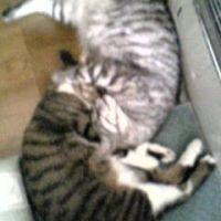 にゃごまる 会員画像