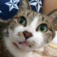 ねこ原 会員画像