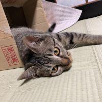 きじとらだいすき 会員画像