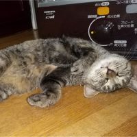 ぽんりゅう 会員画像
