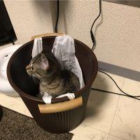 りるの父 会員画像