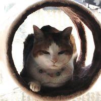 ちくにゃん 会員画像