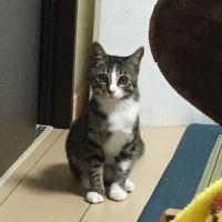 ゆずニャン* 会員画像