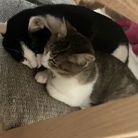 ありあろす