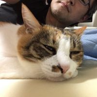 猫と言う概念さん