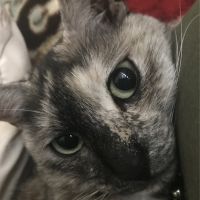 みくりCATさん
