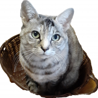 なんかのさなぎさん