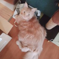 くぅ太ママ 会員画像