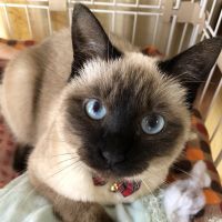 馬小屋の猫 会員画像