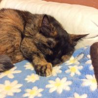 NPO法人猫の避妊と去勢の会 会員画像