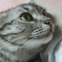 はなANDレオ 会員画像