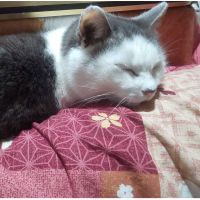 にゅうにゅう 会員画像