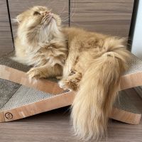 まおちゃんのママ 会員画像